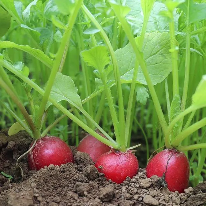 Healthy Tasty for Planting Red Cherry Radish Seeds