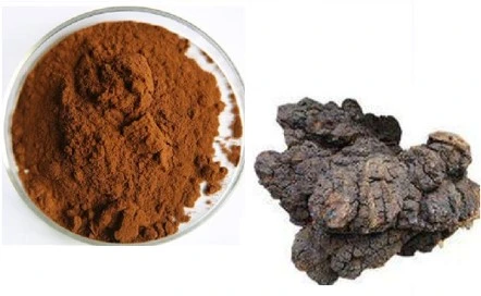 Hongo Chaga (Inonotus obliquus) Extraiga los polisacáridos para mejorar la inmunidad se utilizan en aditivos alimentarios