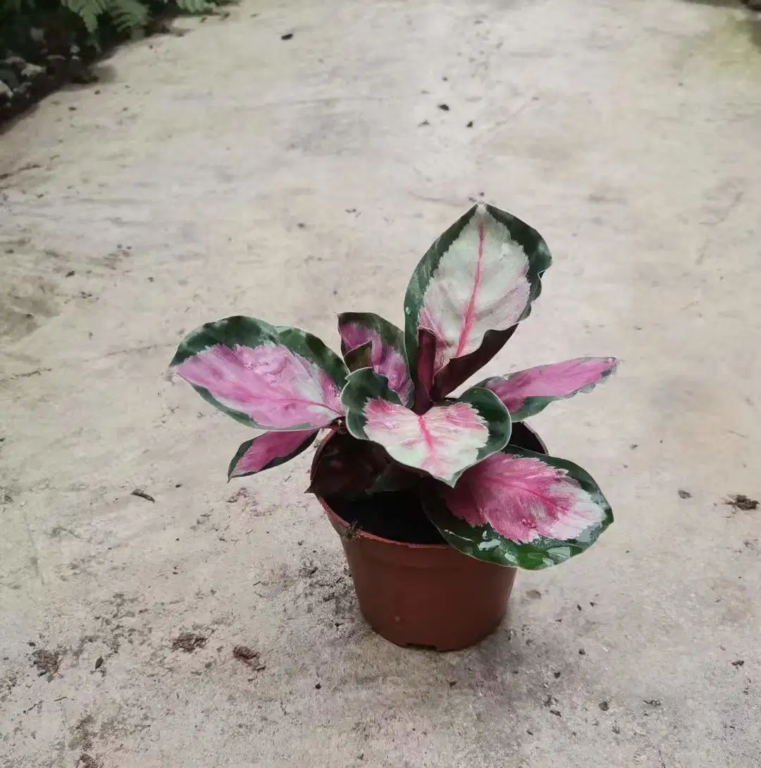 Everygreen Aglaonema Мария Цветок Бонсай питомник для оптовой торговли