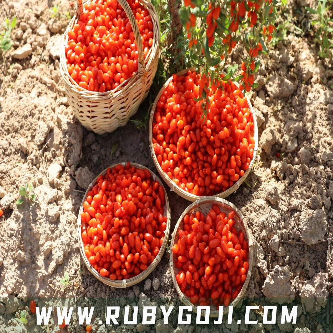 Hong Gou Qi Chinese Wolfberry Hot Selling High quality/High cost performance  Ningxia Organic Goji Berries