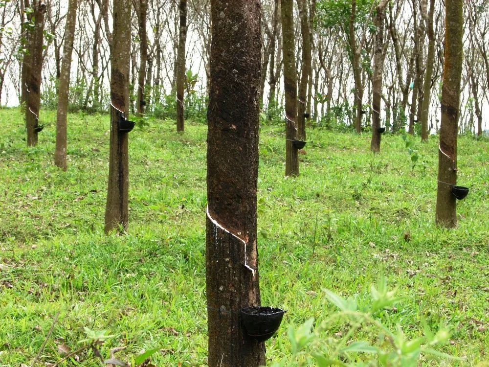 Glifosato altamente eficaz 30% SL IPA 2, 4 D 2% SL Químicos Agrícolas herbicida para evitar as ervas daninhas