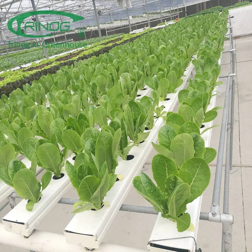 دفيئة أفلام عالية الكفاءة مع نظام النمو Hydroponic للنباتات/النباتية/الزهور