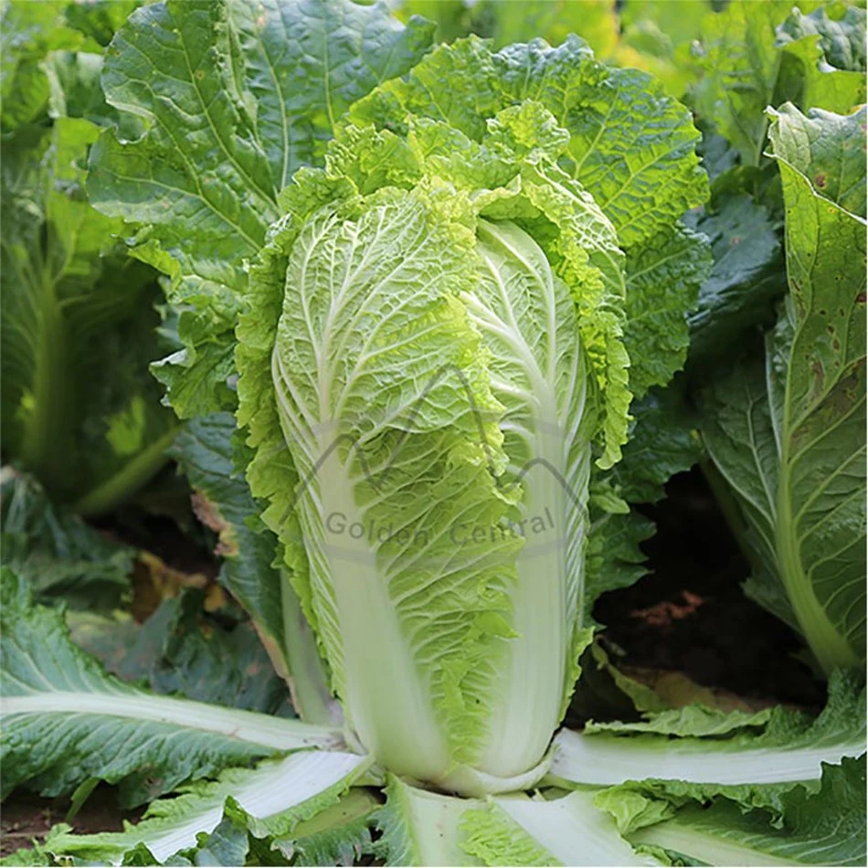 Delicious Chinese Cabbage Fresh Long Cabbage Export From China
