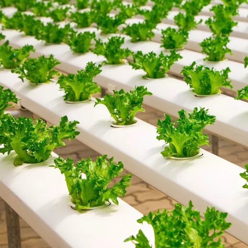 Agricultura NFT Lechuga Hidroponica sistemas de cultivo Aeroponics vertical para invernadero Granja