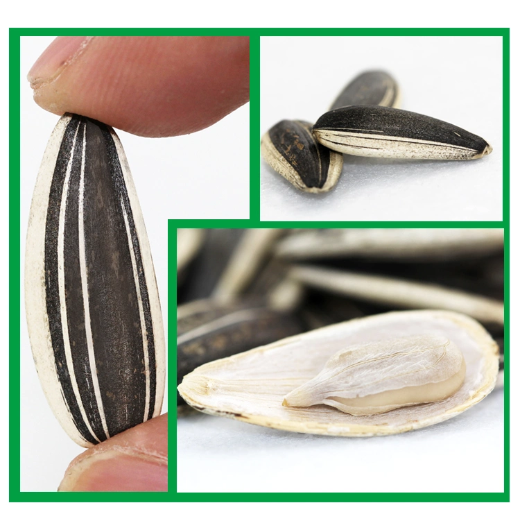 Factory Supply High quality/High cost performance  Raw and Roasted Sunflower Seeds