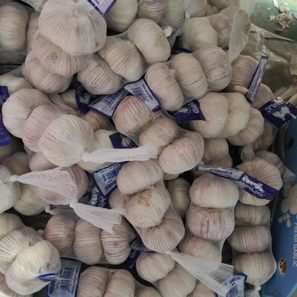 2020 New Crop for Singapore Garlic