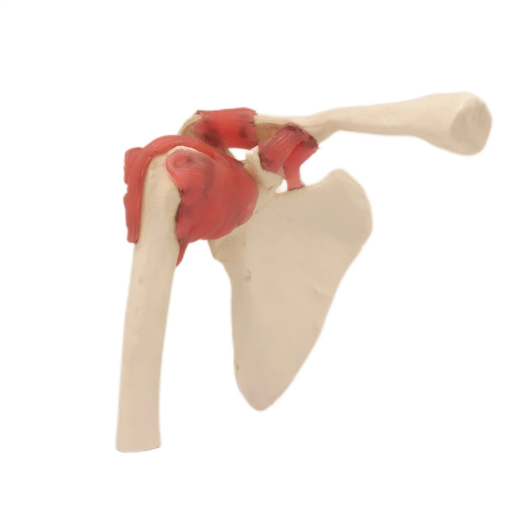 Modèles d'enseignement médical de l'os squelette humain de couleur de l'enseignement Modèle d'épaule