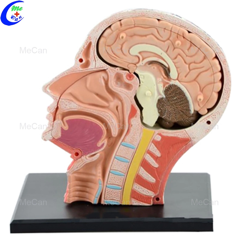 Human Head Model Anatomy Education 4D Model