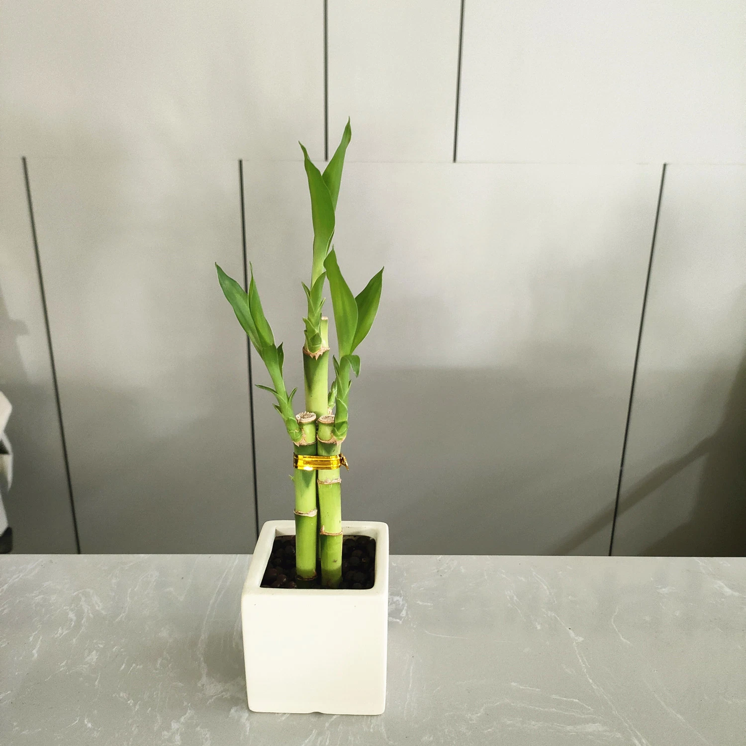 Lucky Bamboo Stems Artificial Flower Evergreen Fengshui Plants Live Wholesale/Supplier
