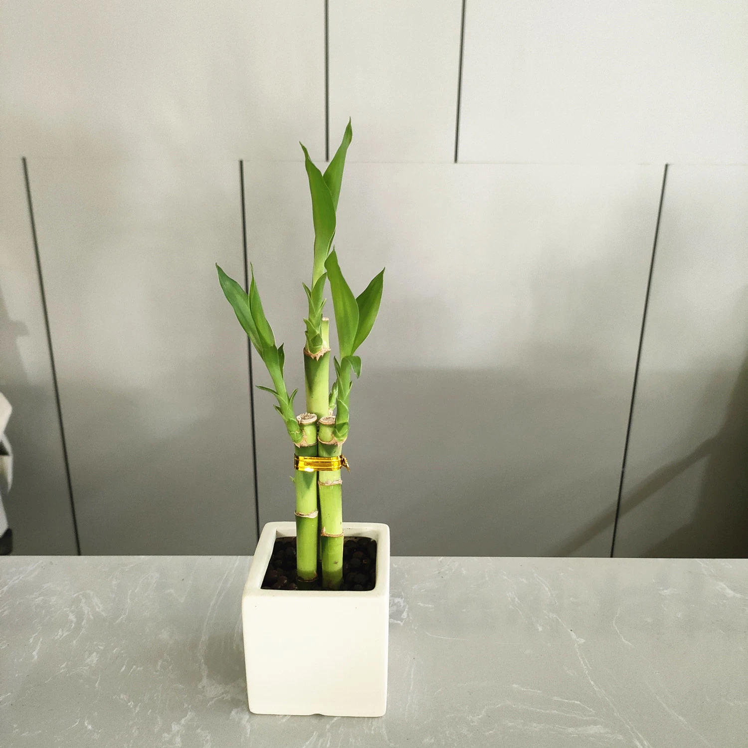 Sorte de hastes de bambu de flores artificiais Evergreen Fengshui as plantas vivem por grosso