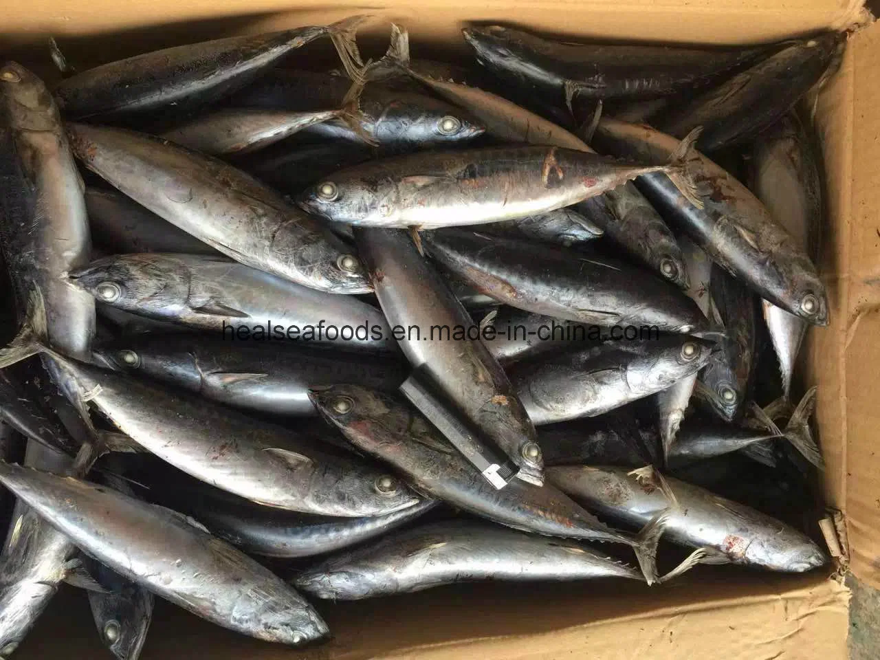 Listado de Atún congelado pescado bonito congelado