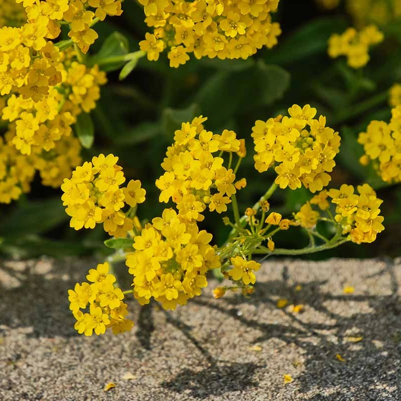 Sementes de Alyssum Montanum sementes de ouro de montanha Alyssum dourado