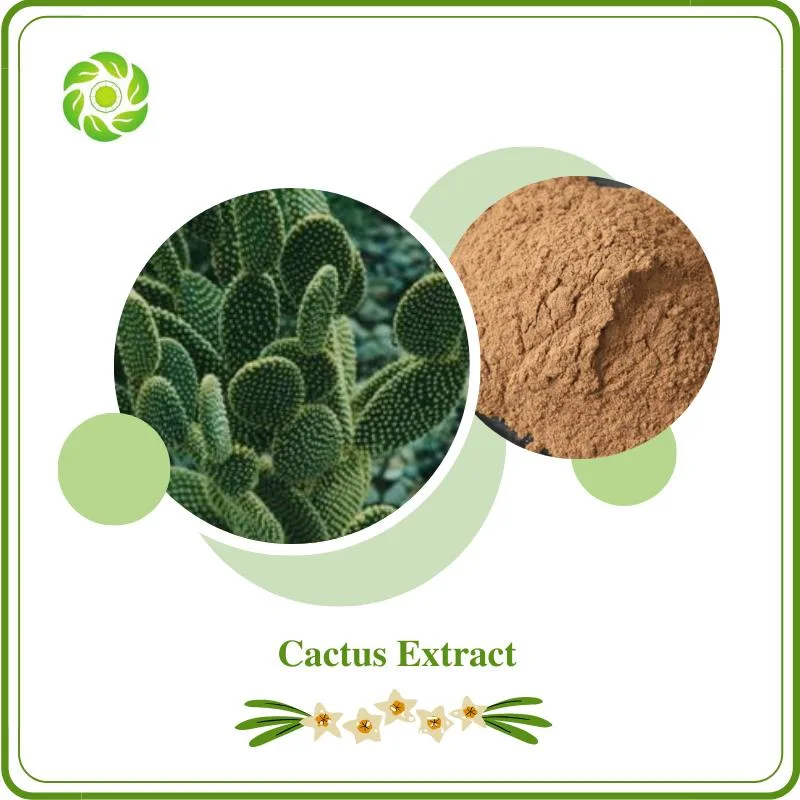 World Well-Being Biotech ISO&FDA Certified OEM Manufacturer Factory Supply Natural Herbal Extract 10%-50% Polysaccharides Cactus Extract