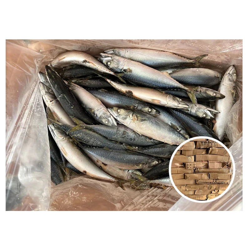 Frozen Pacific Mackerel 250-350g for Vietnam