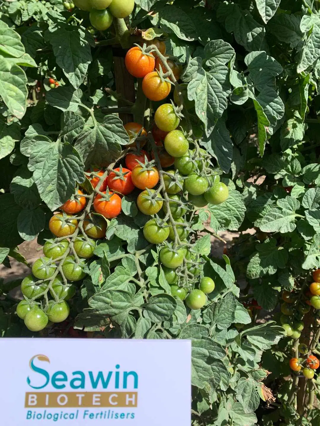 Compuestos de algas fertilizantes granulares - fertilizantes de gránulos NPK