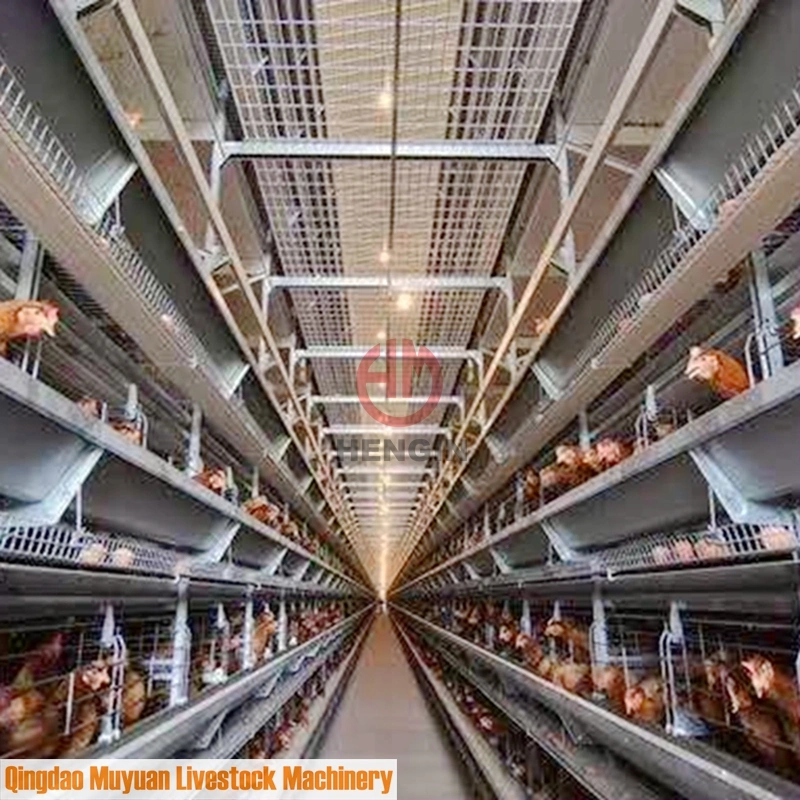 5-Tier Poultry Farm Battery Layer Chicken Cage para Máquinas de Pecuária.