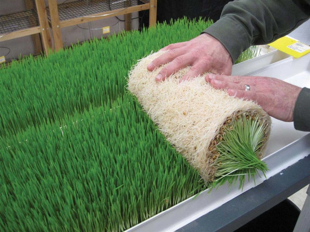 Microgreen Planting Trays Plastic PVC Vertical Grow Rack Hydroponic Growing System