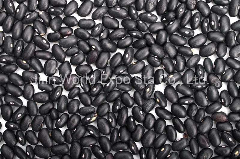 Wholesale/Suppliers Dried Black Kidney Beans 300-330 for Food