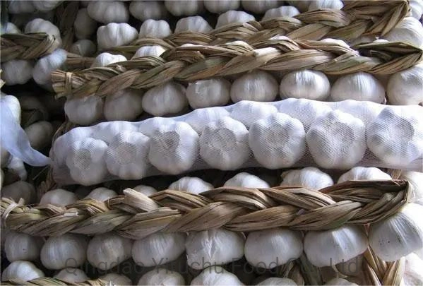 Chinese Jinxiang Garlic Which Can Increase The Ability to Resist Diseases