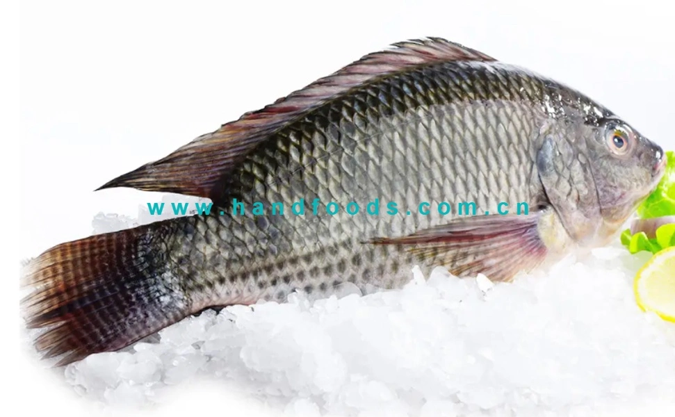 Hot Sale Fully Cleaned Tilapia Fish