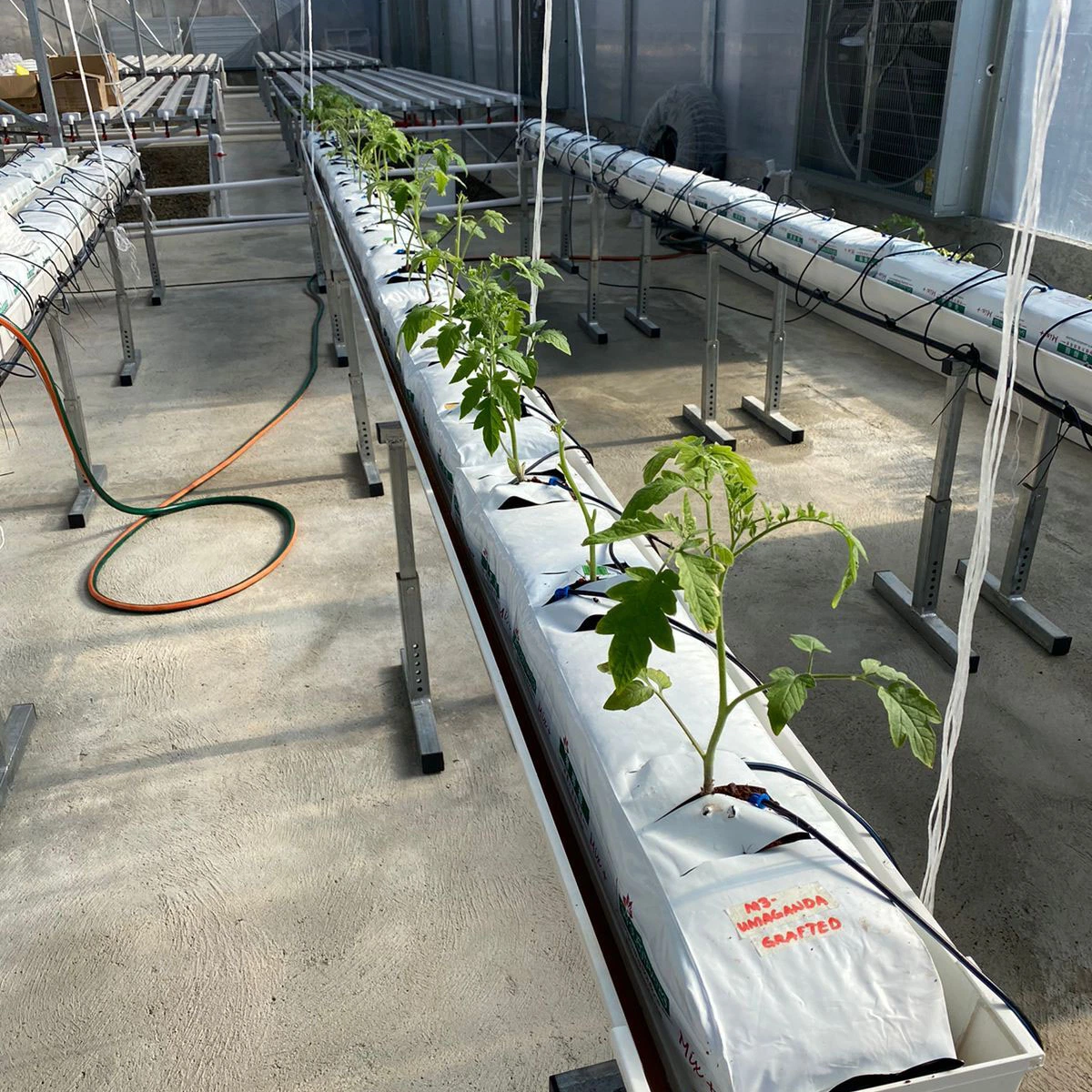 Commercial Tomato Plastic Growing Tube System Large Size PVC Pipe with Cocopeat Grow Bag Drip Irrigation System