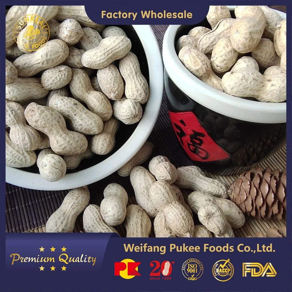 Roasted Peanut in Shell/Java/Best Quality From China/Plump Seeds