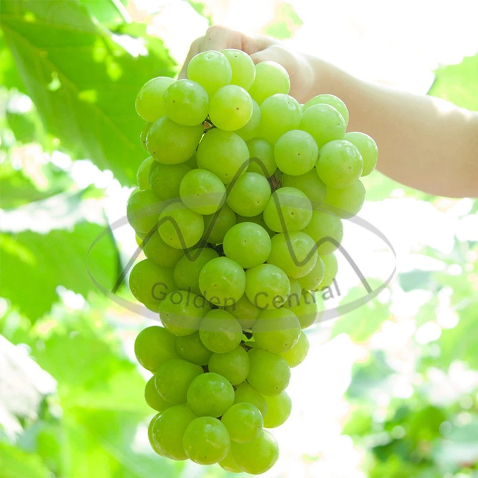 Seedless Shine Mascate Frutas frescas Ventas desde 2023 Nueva Temporada China