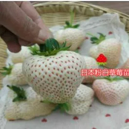 Cao Mei Zhongzi High Germination Strawberry Seeds for Planting