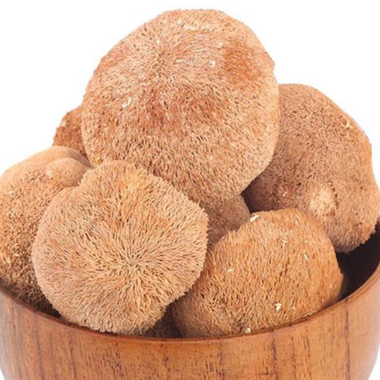 Nourriture Molai 25kg/sachet/supplément alimentaire de tambour poudre pour le corps de fructification de champignons avec ISO