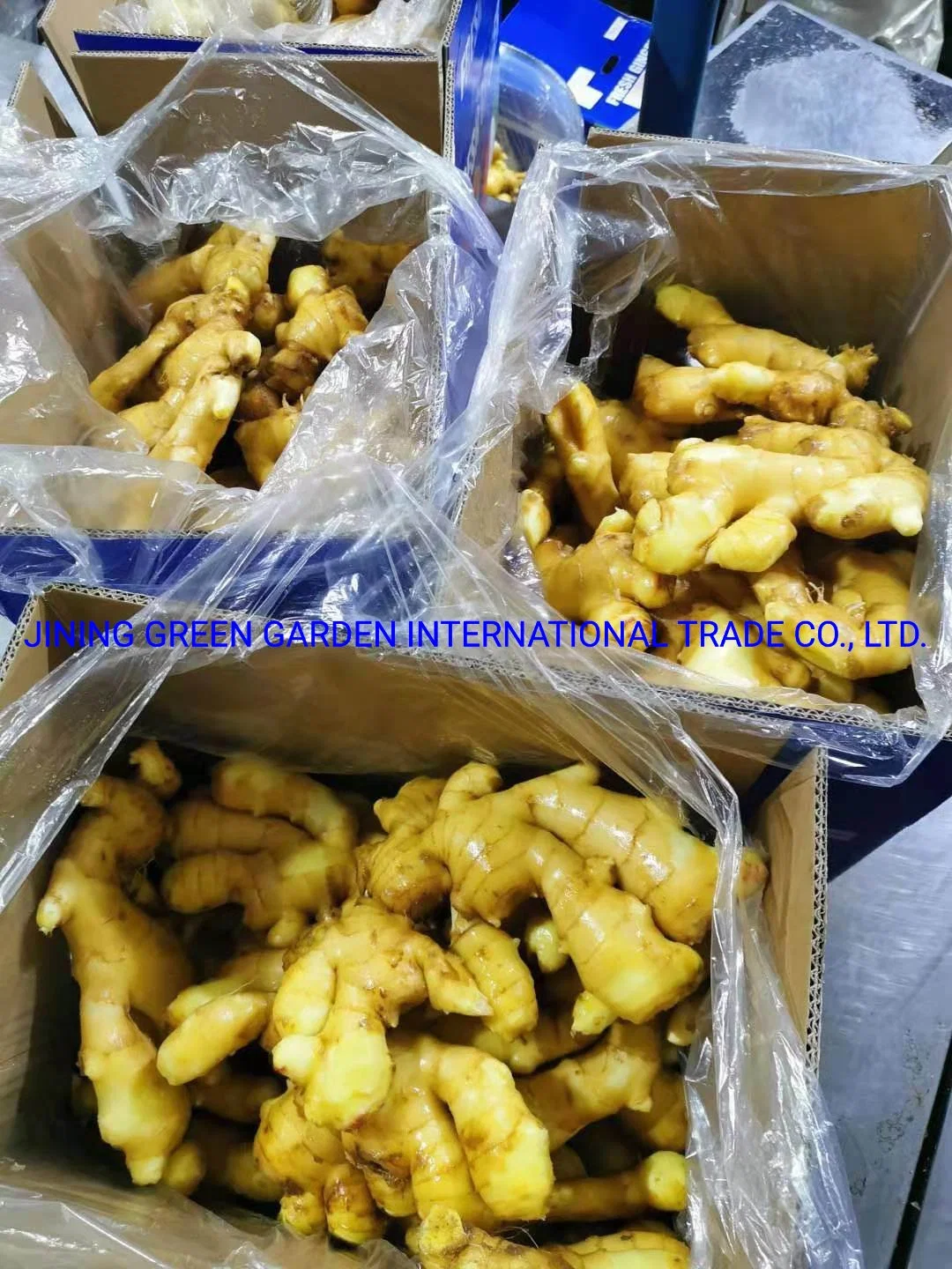 Hot Selling Wholesale Factory Price China Fresh Ginger From Shandong China for Export