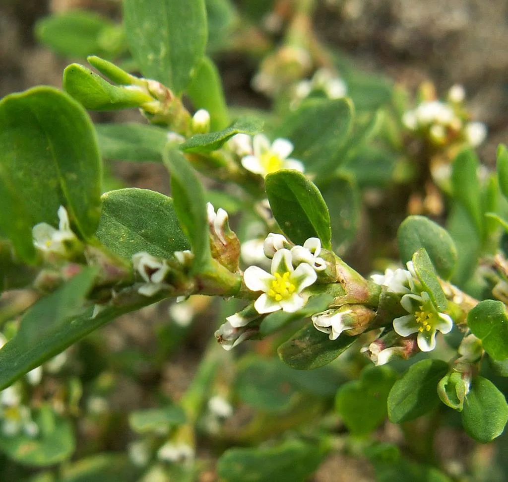 مادة مقاومة الشيخوخة الطبيعية استخراج الجذر من مادة تي / مادة متعددة الجُدد (Polygonum Multiflorum/Hesshouwu Extract/Tuber) استخراج جذر flower