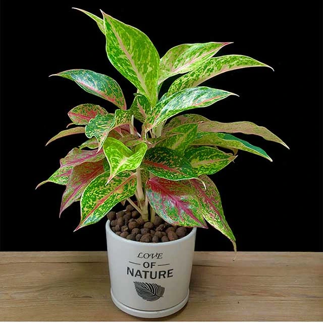 Ornamental Plant Bonsai of Aglaonema Yanhua Spp Live Plants