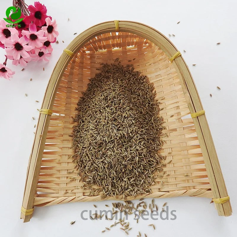 High quality/High cost performance  Nature Cumin Seeds Wholesale/Supplier