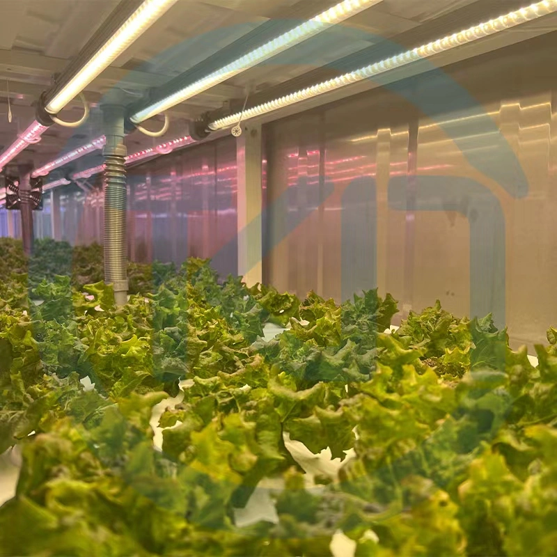 Sistema inteligente de riego de agua y fertilizantes Greenhouses Container Farm for Cultivo de hortalizas de hoja