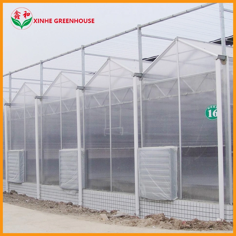 Multi Span Polycarbonate Greenhouse with Hydroponic System