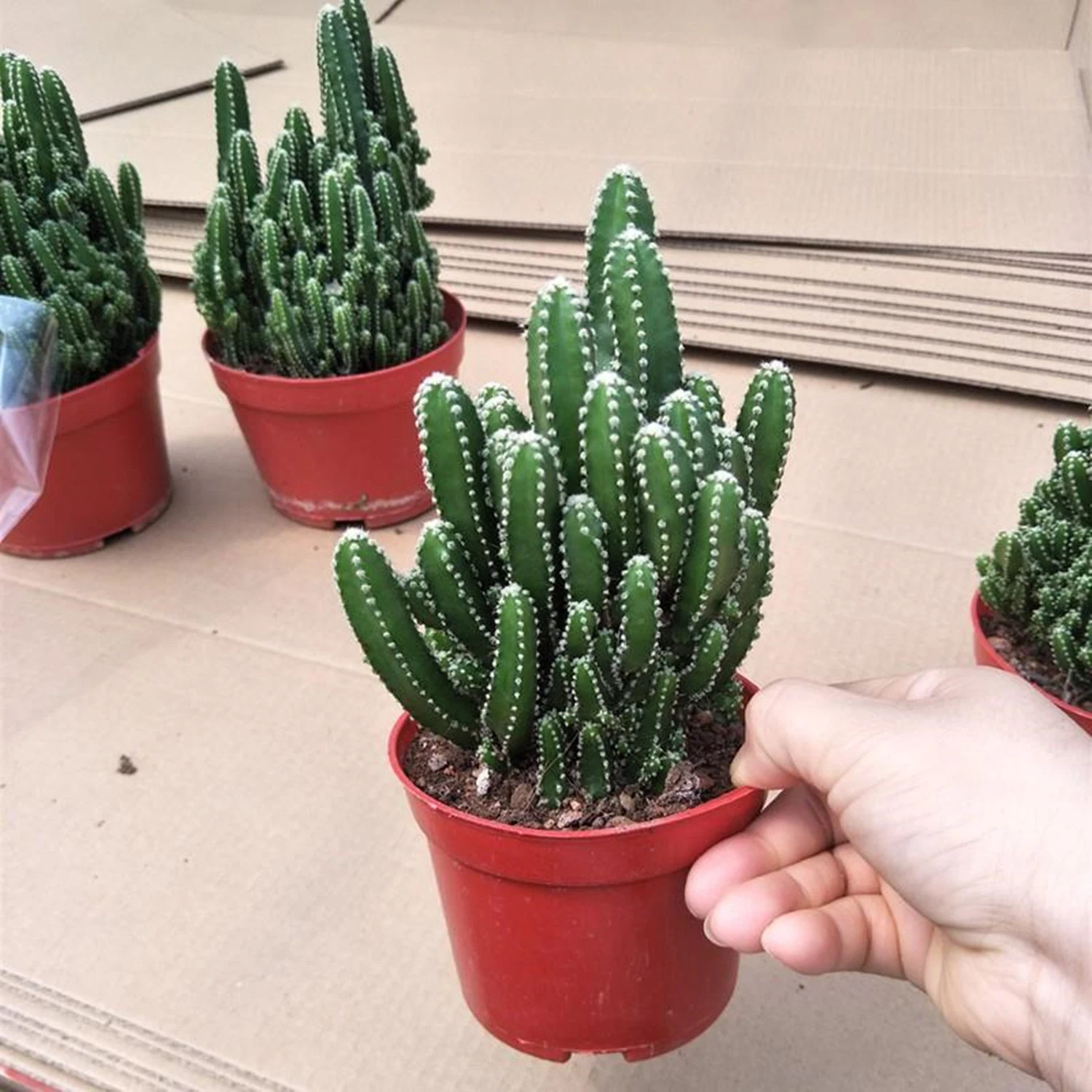 Cactus Decor Euphorbia Tirucalli Live Plants Succulent Natural Cactus Nursery Wholesale/Supplier