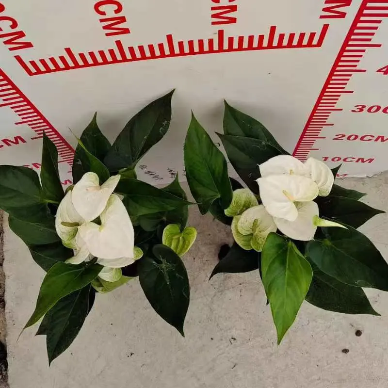 Anthurium Weiße Weihnachten Heiße Blumen Indoor Bonsai Pflanzen Gartenarbeit Live Anlage