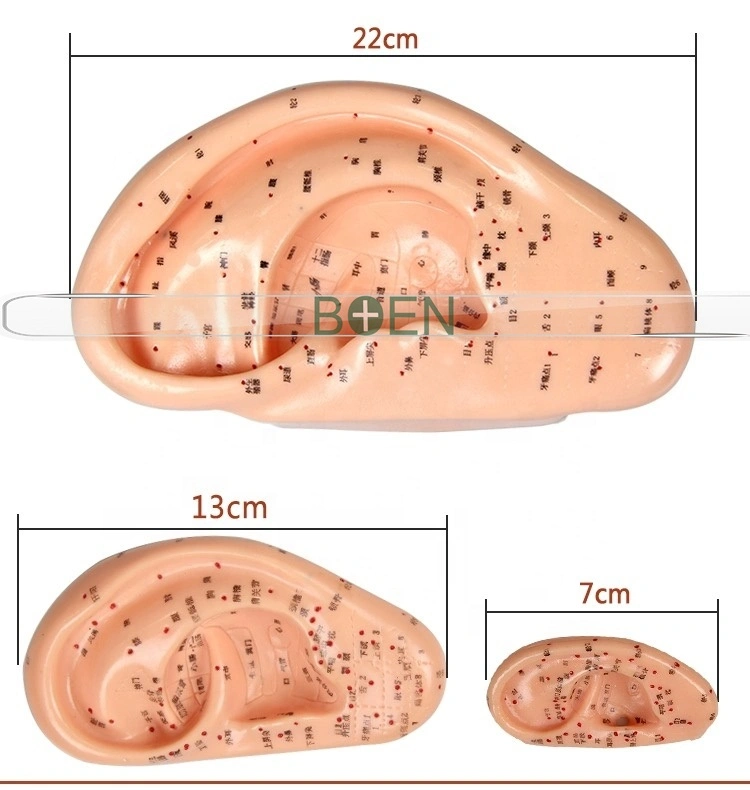 40cm 22cm 17cm 13cm 7cm oreja Auricular acupuntura auricular modelo modelo de solicitud