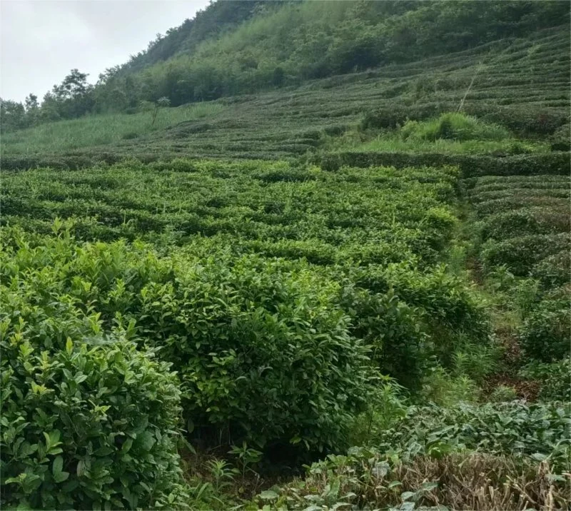 Healthy, No Pollution, 2023 New Harvest Green and Black Tea