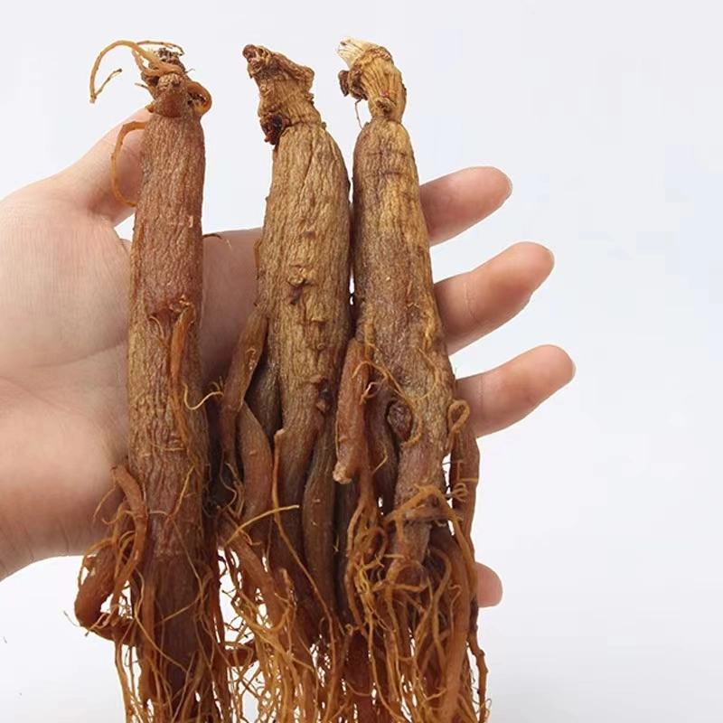Herb Supplément de santé de la médecine chinoise de 4 ans la racine de ginseng rouge