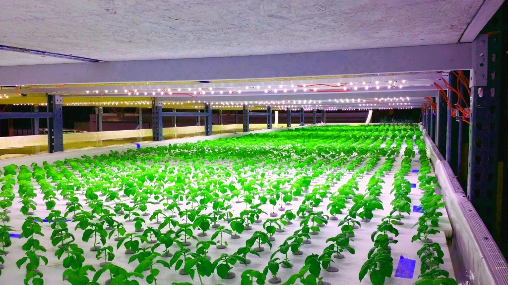 Planta vertical hidropónica contenedor de fábrica invernadero con LED Grow Lights