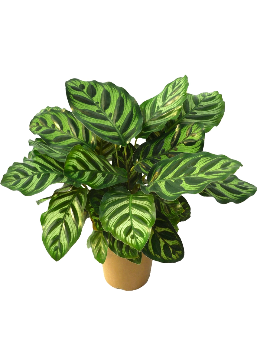 Calathea Makoyana Tray Young Tissue Culture Plant Wholesale