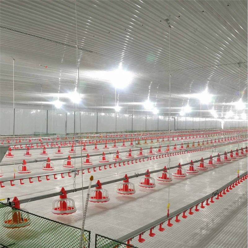 High quality/High cost performance  Full Automatic Steel Poultry Farm with Self Equipment