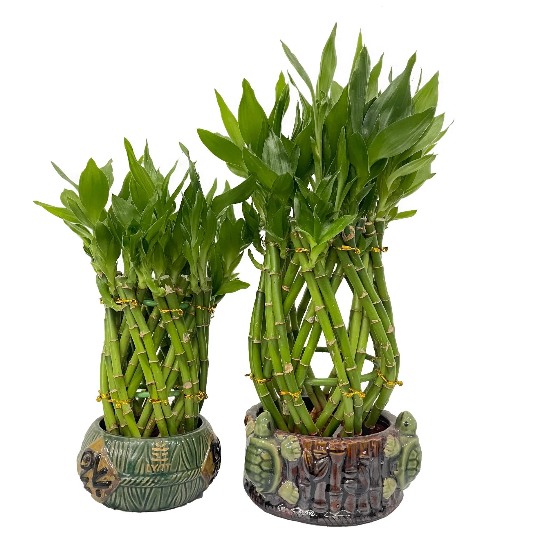 Folwer Korb Lucky Bamboo Pflanze Brided Bonsai Live Blumen Dekoration Großhandel