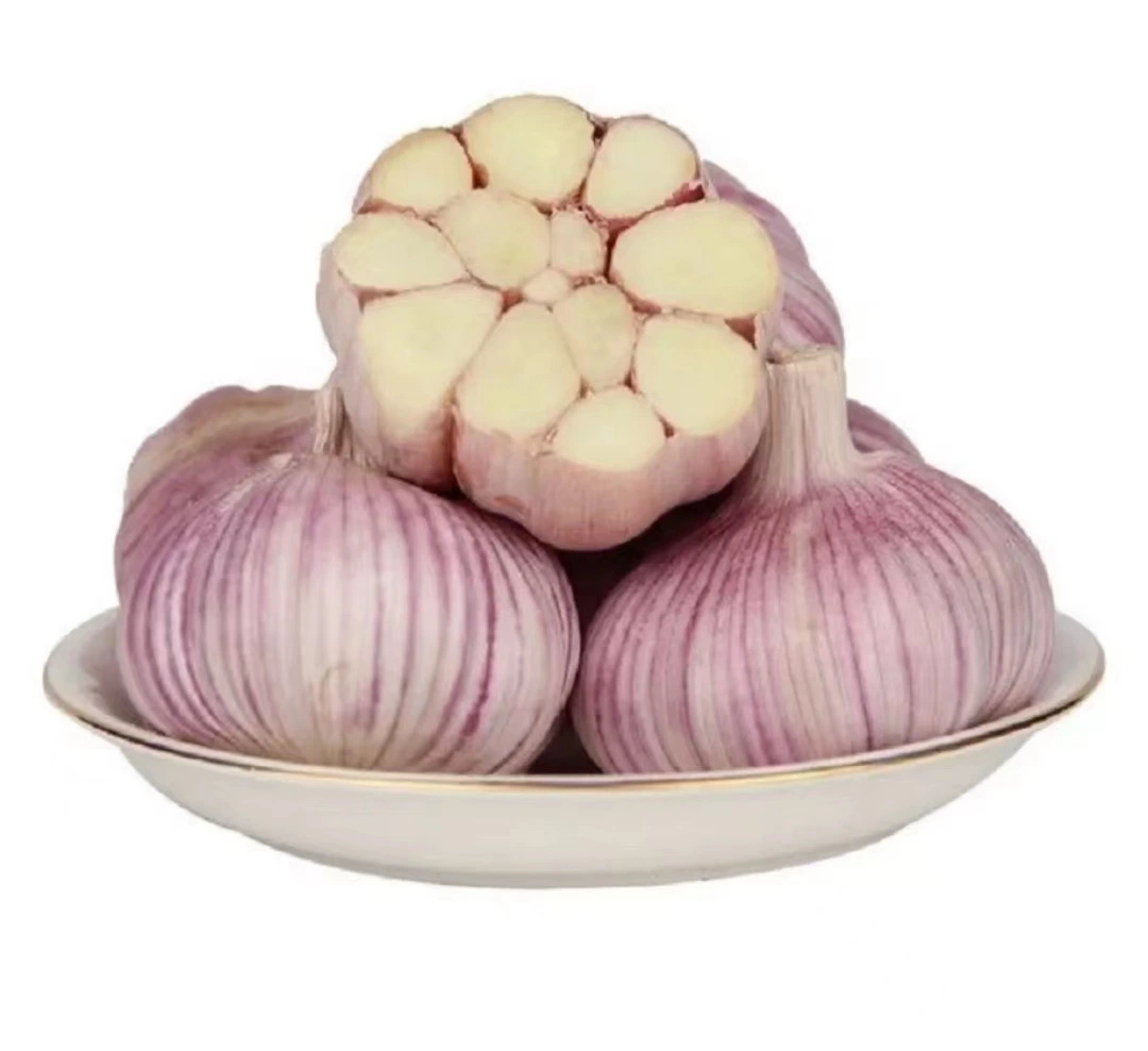 Fresh Garlic China Garlic for Export