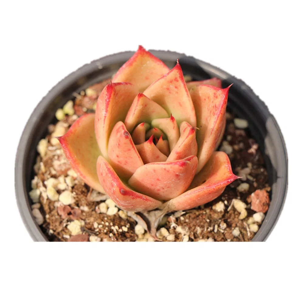 Natural de plantas suculentas Echeveria popular