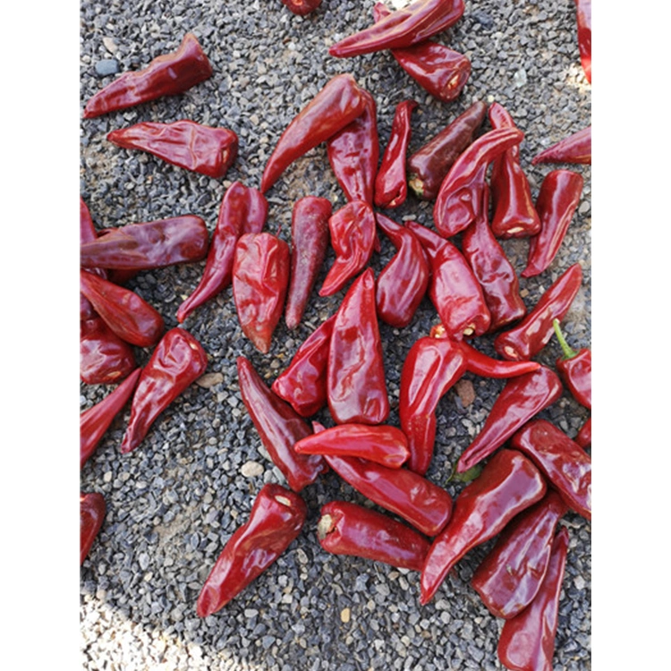 Chinese Cooking Condiments Dried Red Chili