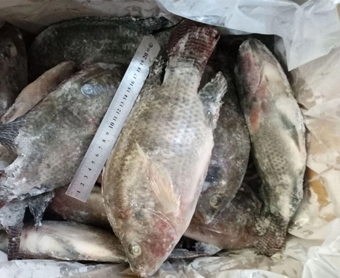 Wholesale/Supplier Price Seafood Black Tilapia Fish Fresh Frozen Whole Tilapia