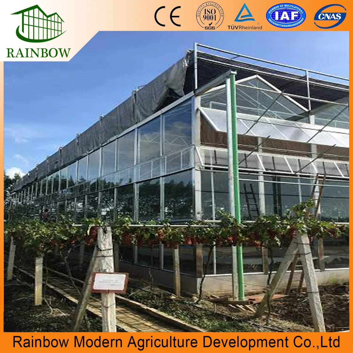 Agriculture Glass Hydroponics Vegetable Greenhouse