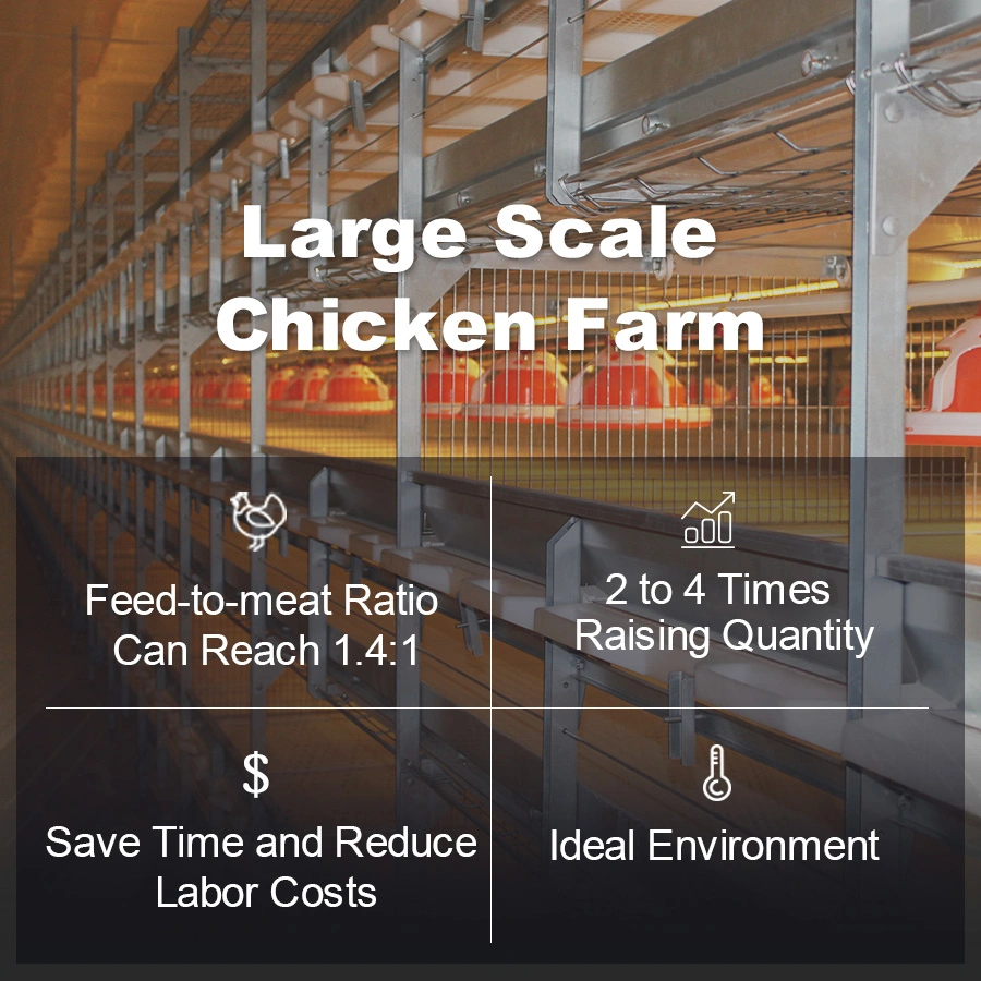 أوكازيون ساخن نظام تغذية الغلاية الآلي الدواجن مزرعة الدجاج المرجل الدجاج كووب قفص